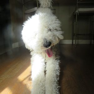 Meet your Posher, Stockton